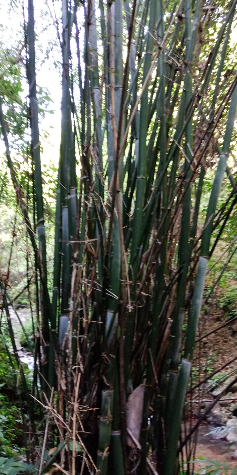 大量出售丹竹，有老板收购丹竹做纸材的吗？