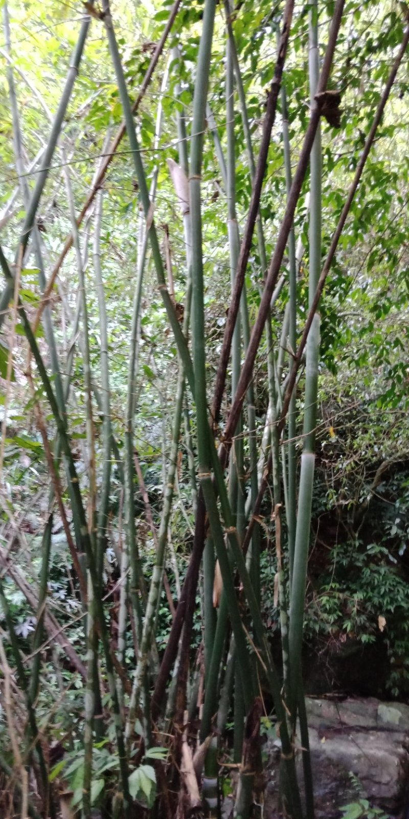 大量出售丹竹，有老板收购丹竹做纸材的吗？