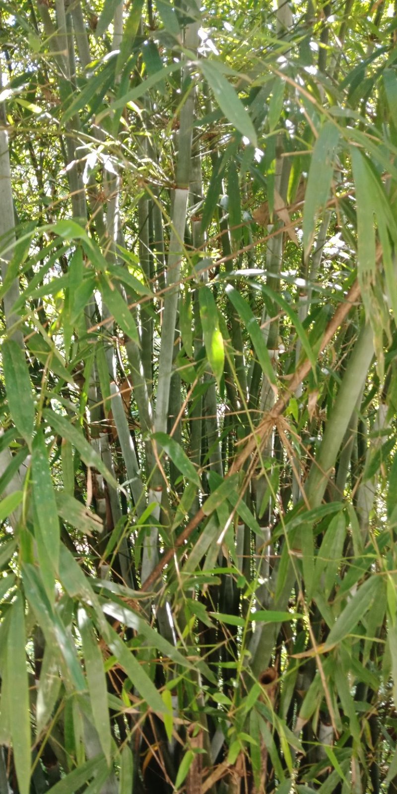 大量出售丹竹，有老板收购丹竹做纸材的吗？