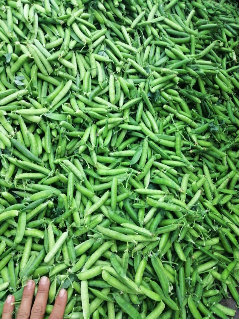 豌豆荚上市了，中碗六号、七号，颗粒饱满，质量好，颜色绿