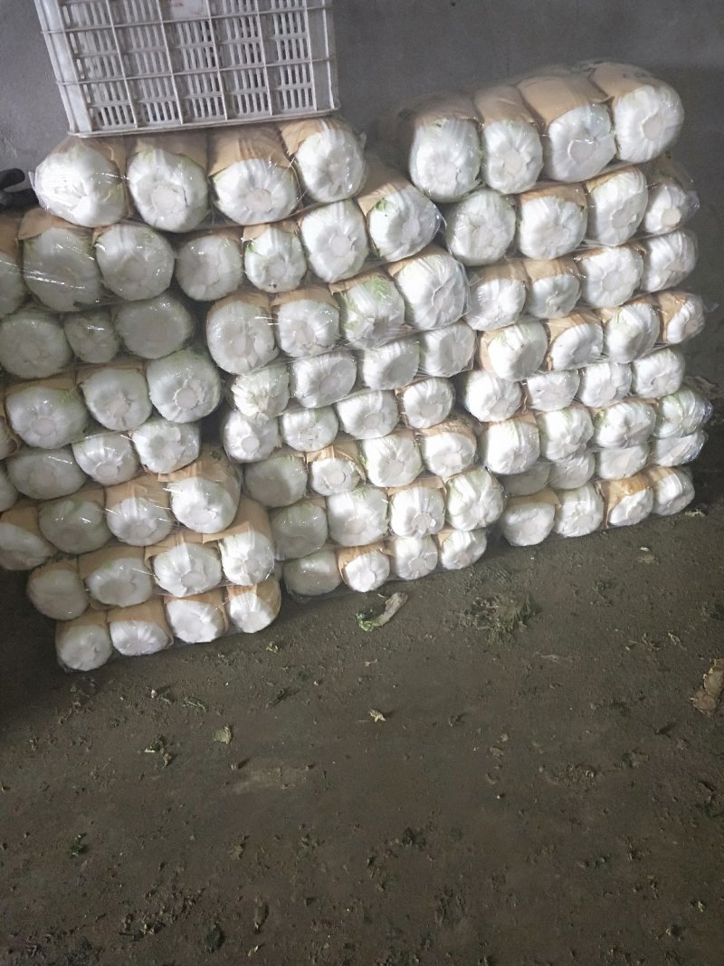 黄心大白菜