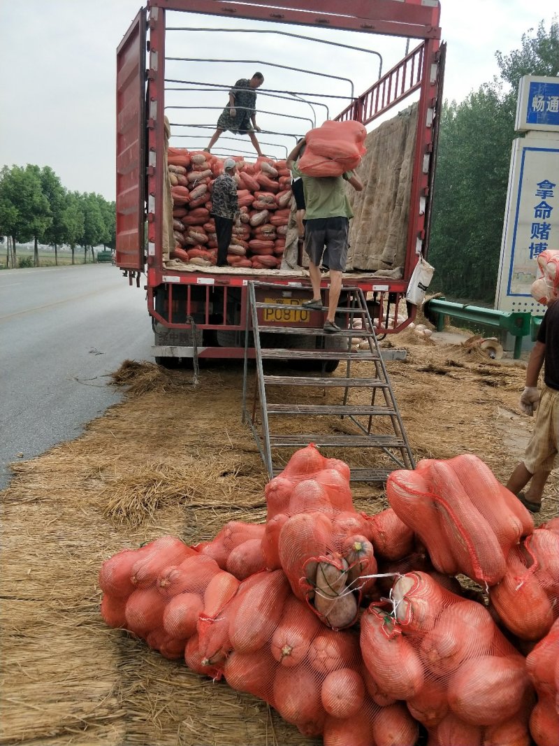 【商超超市】又面又甜金韩蜜本南瓜品质好可视频