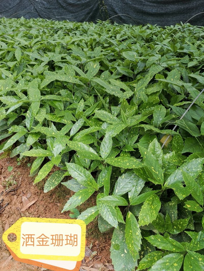 洒金珊瑚桃叶珊瑚湖南桃叶珊瑚地苗杯苗苗好数足
