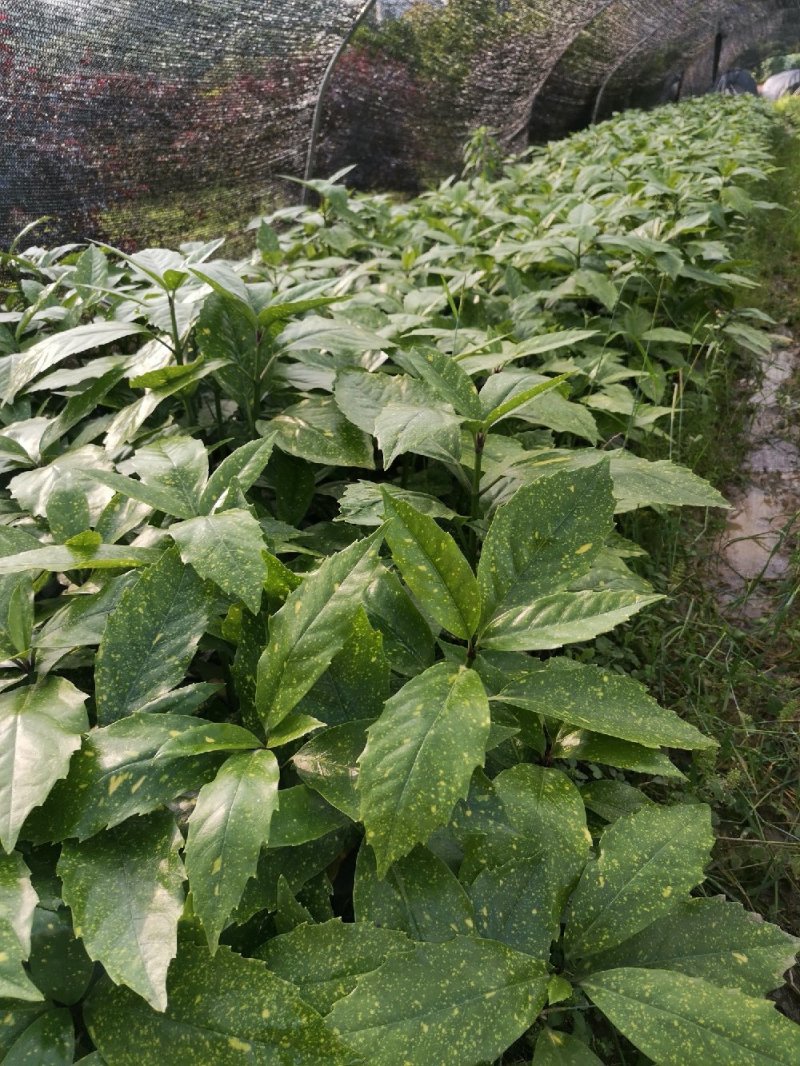 洒金珊瑚桃叶珊瑚湖南桃叶珊瑚地苗杯苗苗好数足