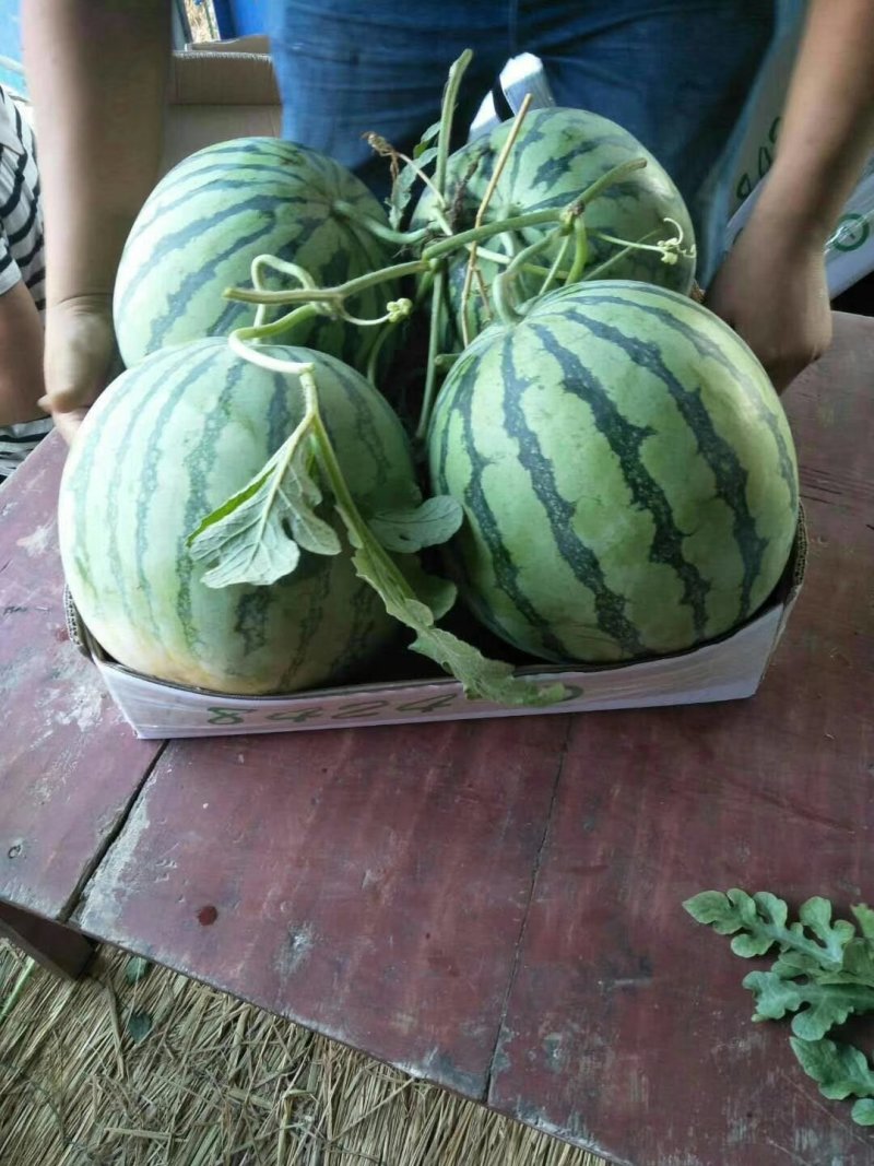【美都西瓜】精品西瓜基地！诚信代办、质量保证