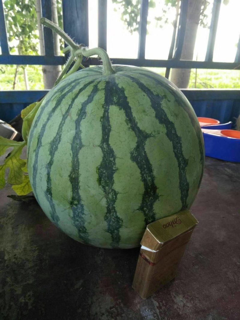 【美都西瓜】精品西瓜基地！诚信代办、质量保证