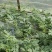 农家大棚麒麟西瓜