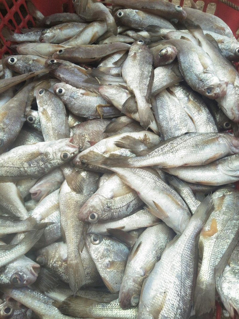 海南玉包鱼虾干海鲜