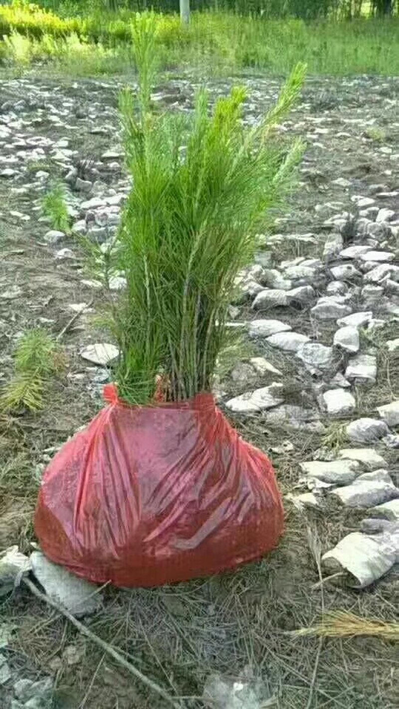 油松杯苗
