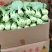 上海青小油菜河北精品小油菜大量上市质量保证欢迎选购