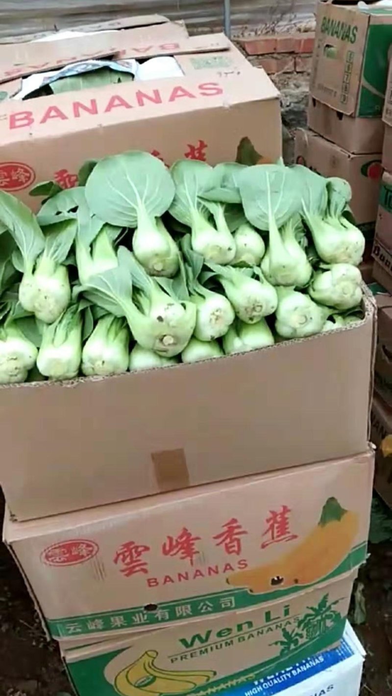 上海青小油菜河北精品小油菜大量上市质量保证欢迎选购
