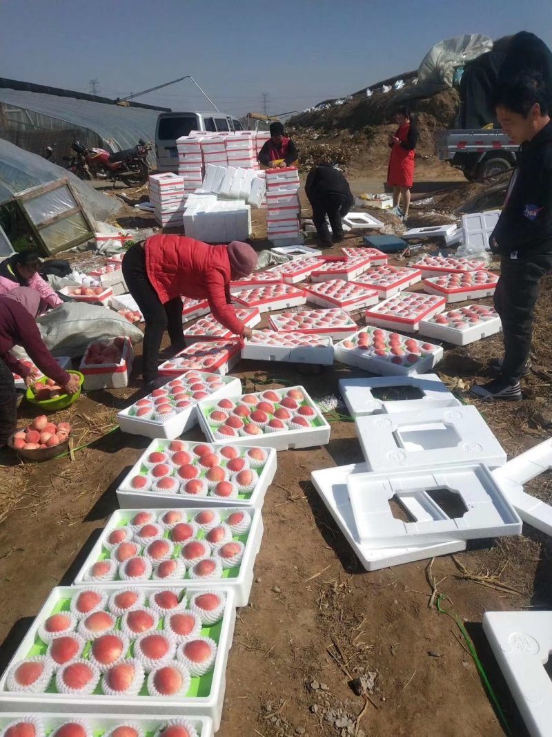 超甜红梅水蜜桃大量出货，快递批发均可