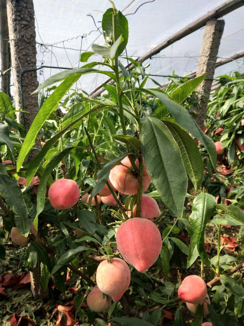 超甜红梅水蜜桃大量出货，快递批发均可