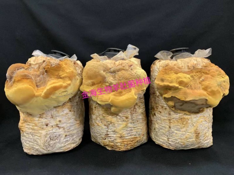 河南金海生物桑黄菌包
