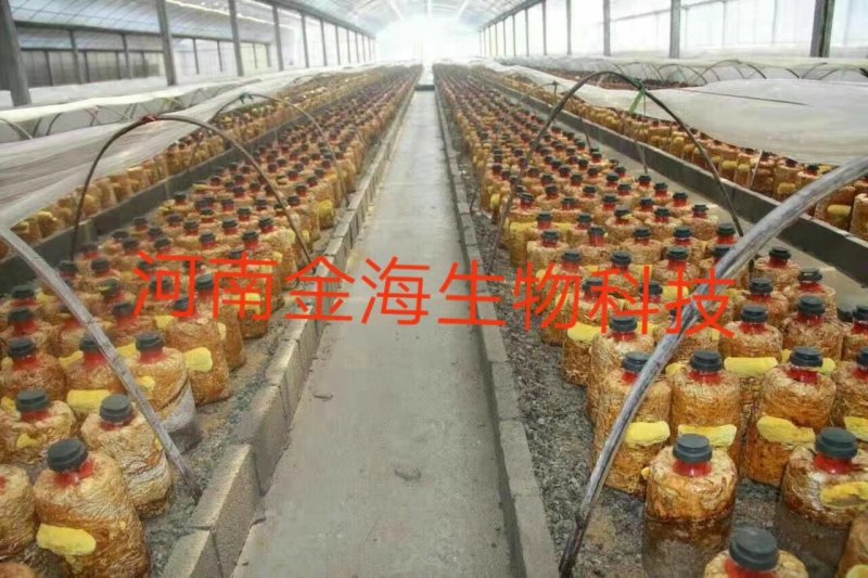 河南金海生物桑黄菌包