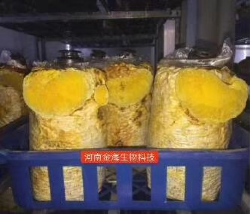 河南金海生物桑黄菌包