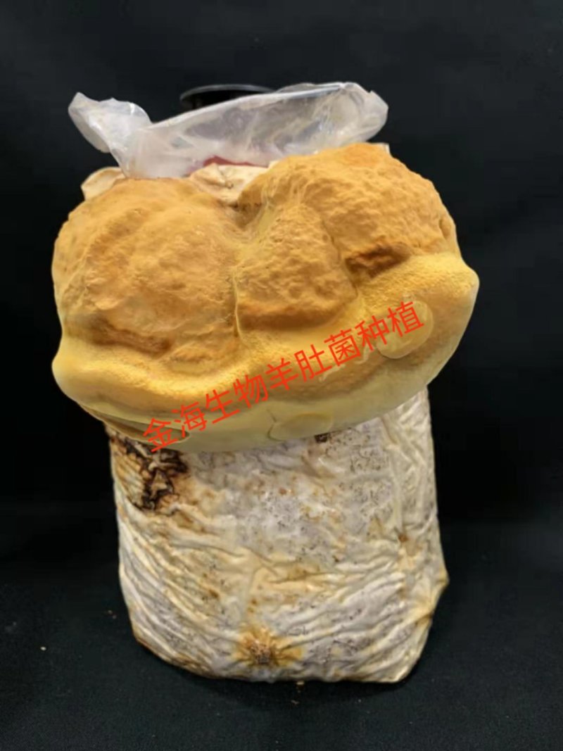 河南金海生物桑黄菌包