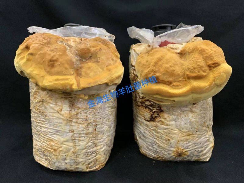 河南金海生物桑黄菌包