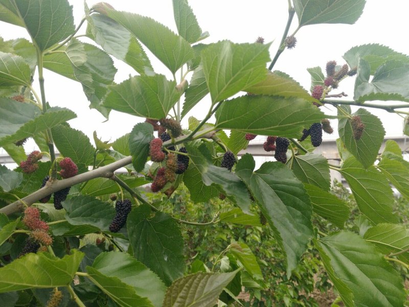 桑果～～鲜桑果种植基地特级12.5食品厂！电商药材商订购