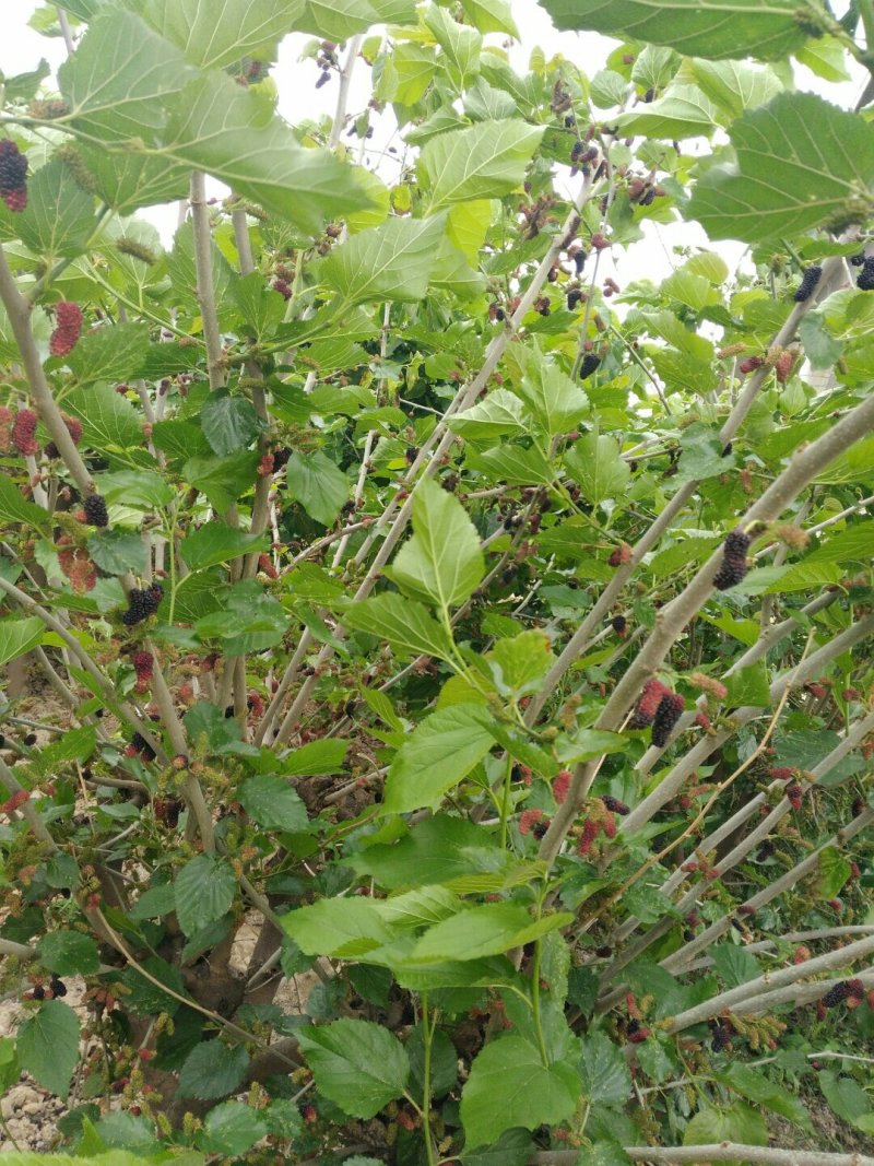 桑果～～鲜桑果种植基地特级12.5食品厂！电商药材商订购
