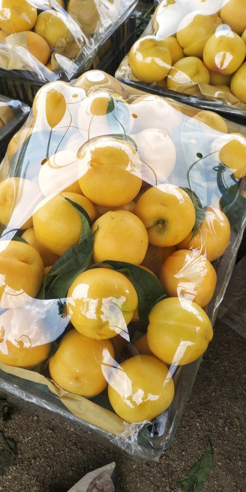 黄油桃套袋黄油桃河北套袋黄油桃大黄油套袋48油桃