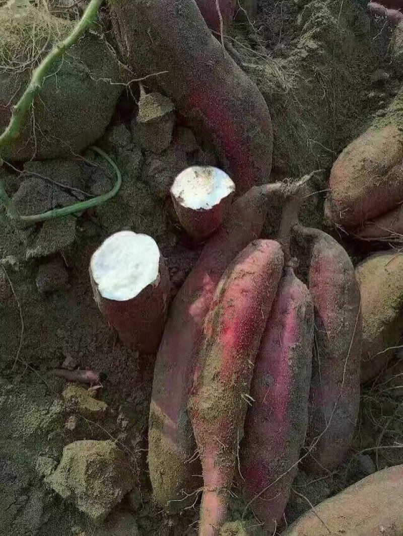 东兴红姑娘红薯
