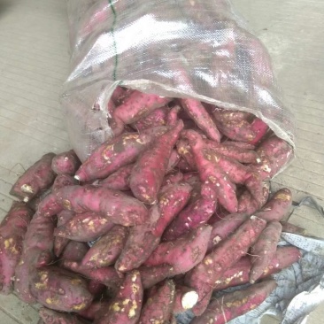 东兴红姑娘红薯