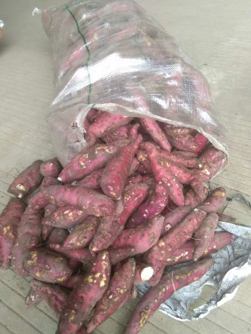东兴红姑娘红薯