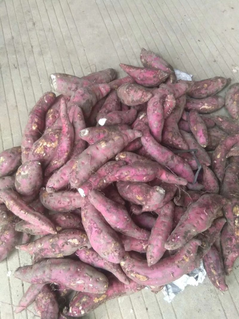 东兴红姑娘红薯