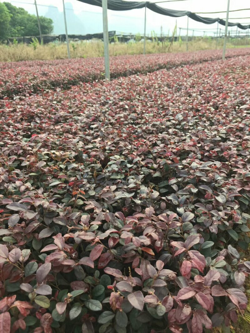 红花继木红继木小苗