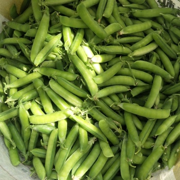 中豌9号颜色绿颗粒饱满！本基地有上万亩豌豆！欢迎老板下单