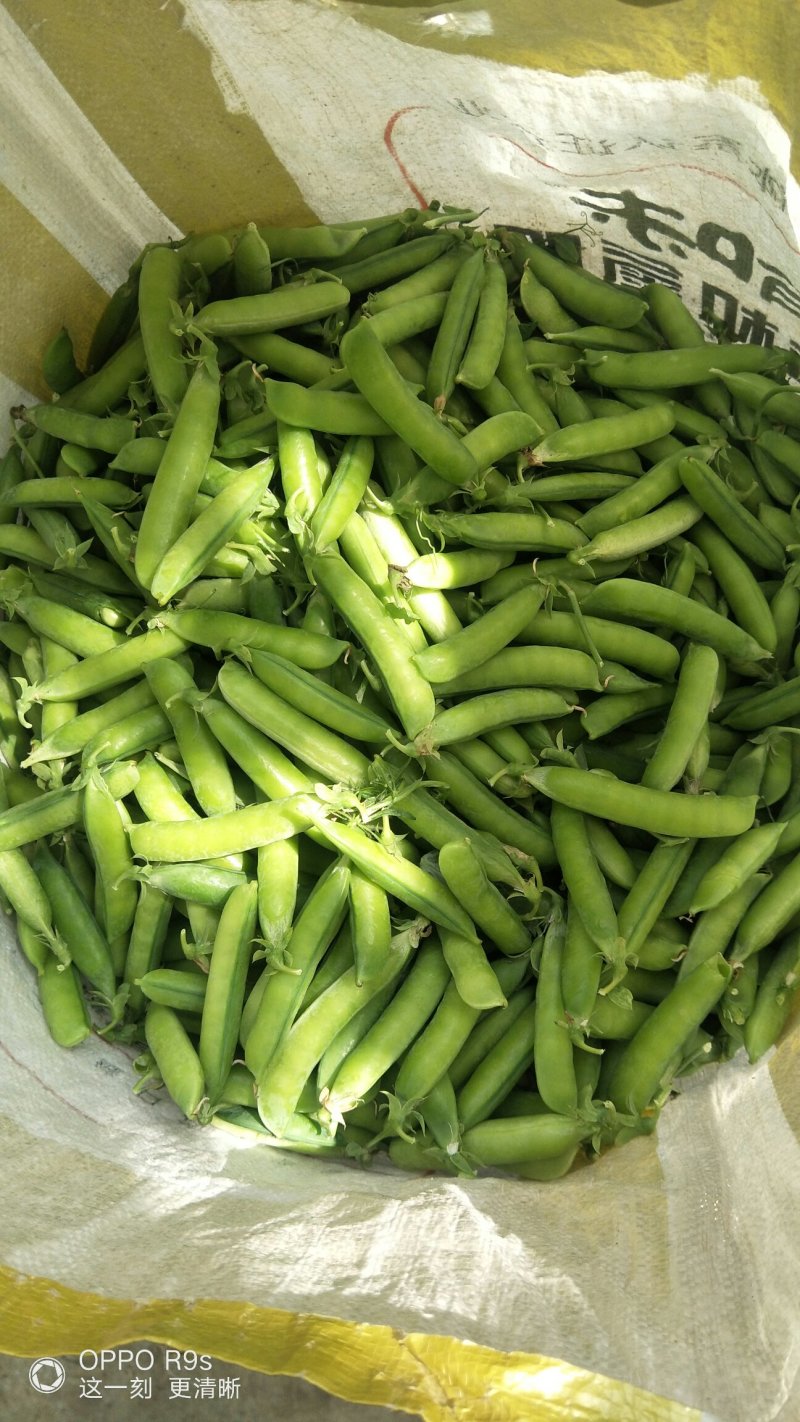 中豌9号颜色绿颗粒饱满！本基地有上万亩豌豆！欢迎老板下单