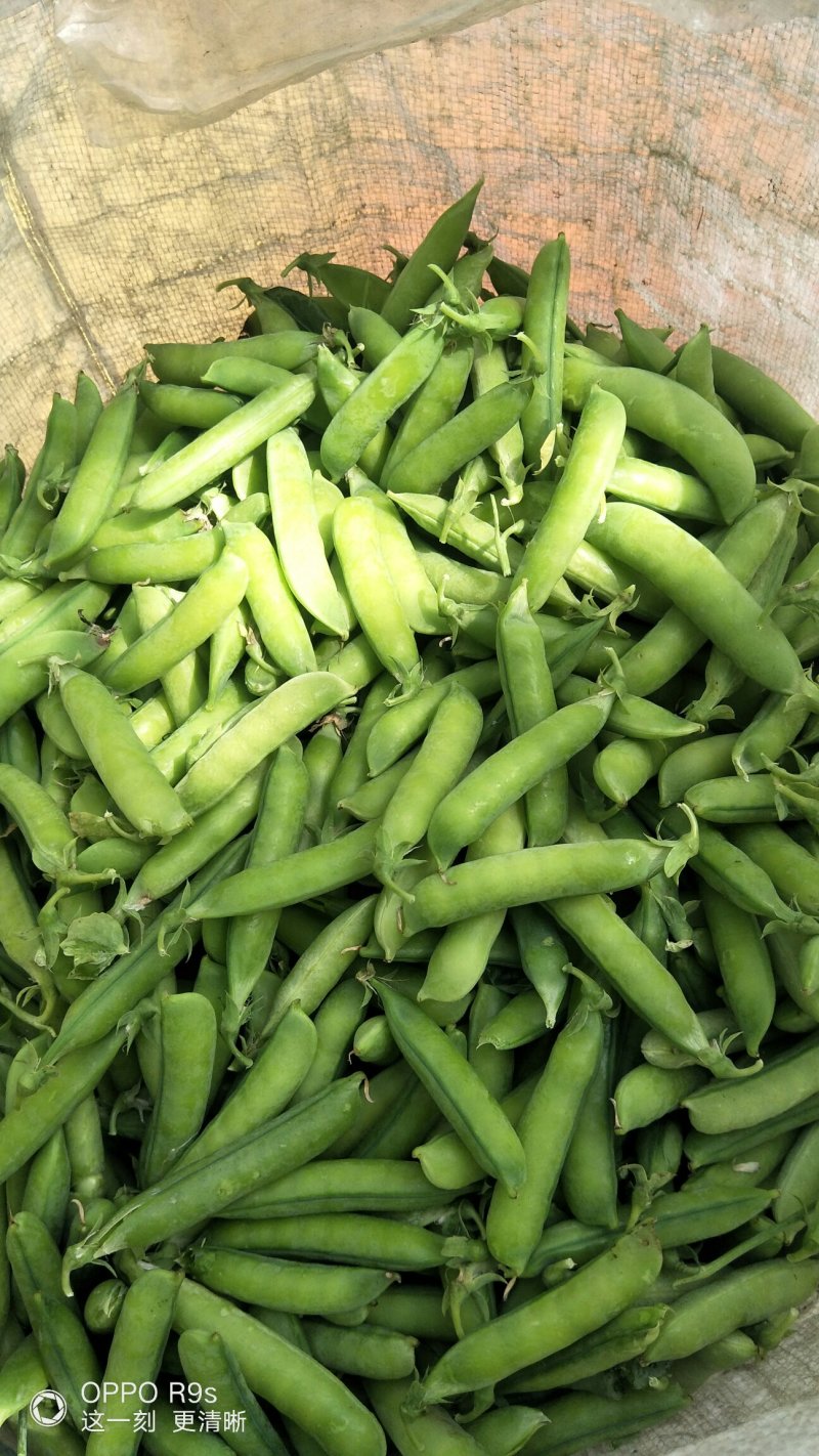 中豌9号颜色绿颗粒饱满！本基地有上万亩豌豆！欢迎老板下单