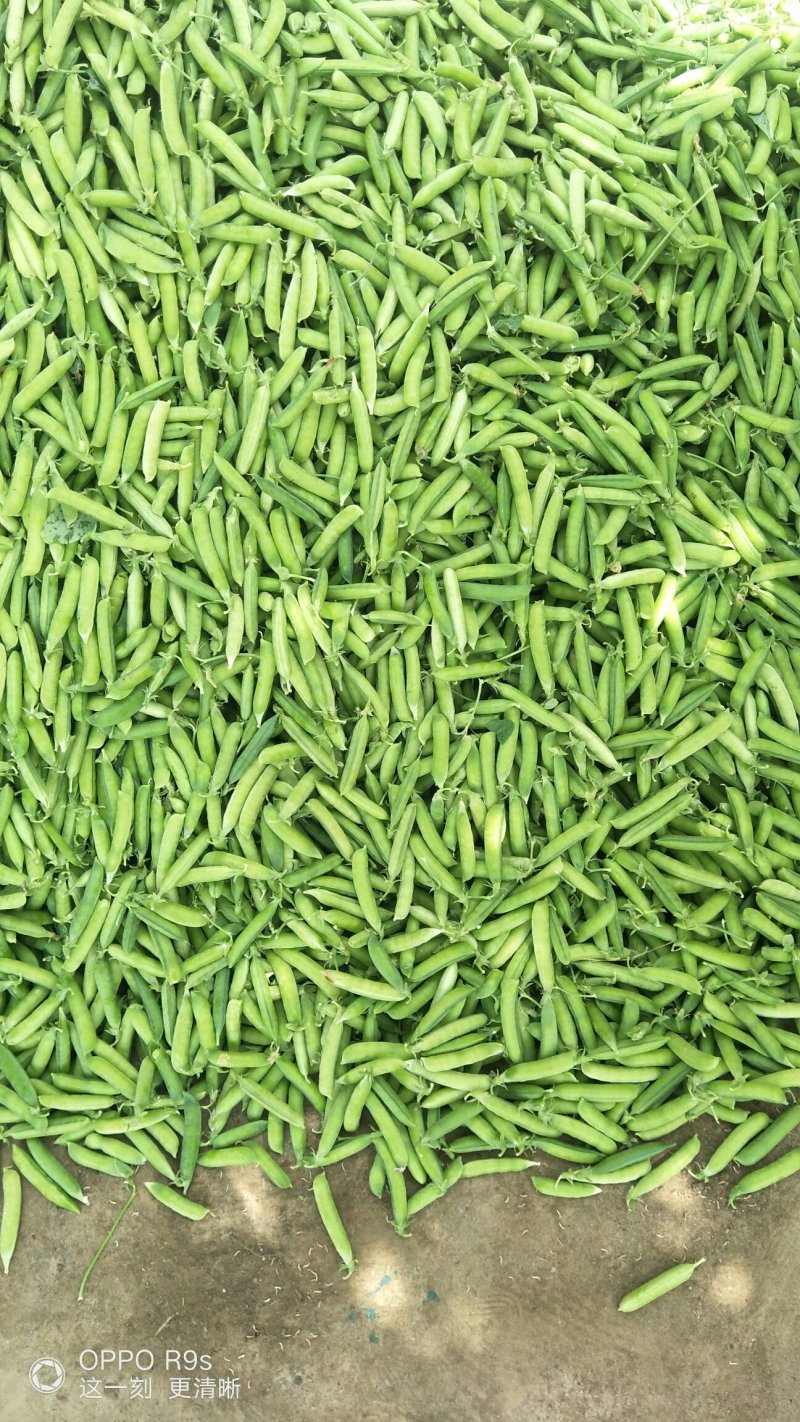 中豌9号颜色绿颗粒饱满！本基地有万亩豌豆量大从优