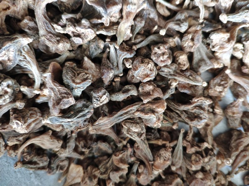 毛慈菇冰球子货好量大不满意保退换数量有限