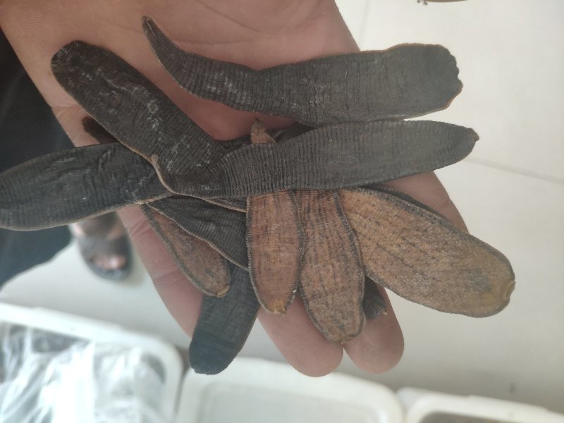 水蛭外用药材大量有货需要联系我不满意可以退换货