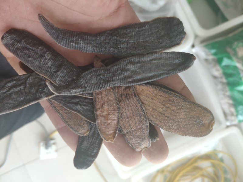水蛭外用药材大量有货需要联系我不满意可以退换货