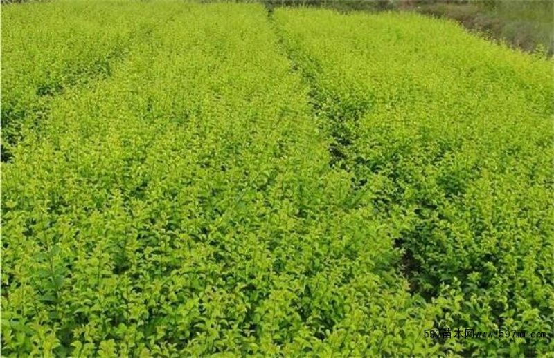 苗圃直销工程绿化庭院绿化冬青黄杨苗