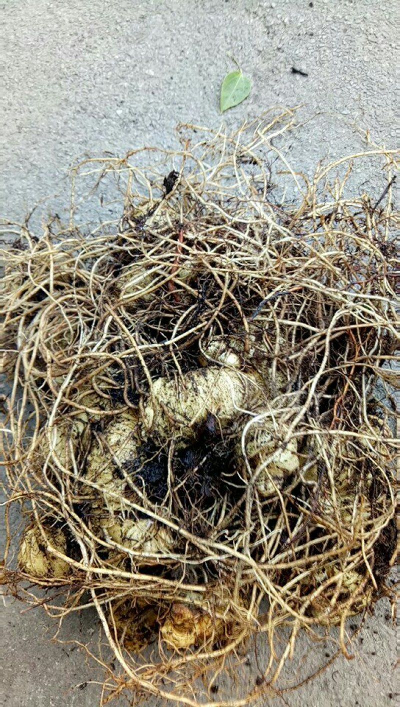 黄精