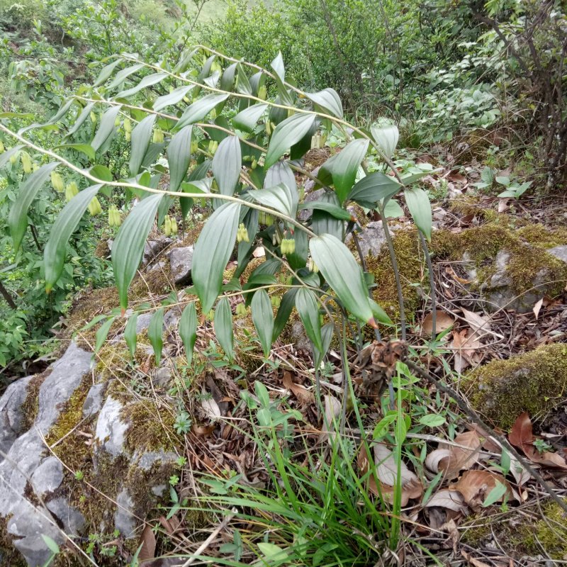 黄精