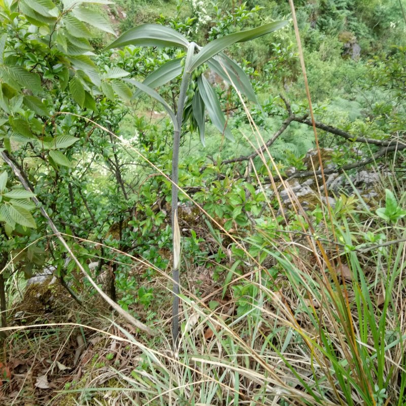 黄精