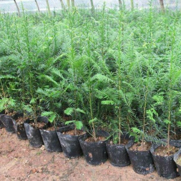 基地直销北方红豆杉南方红豆杉