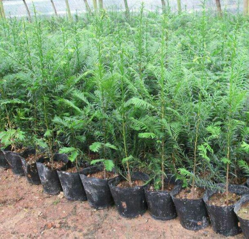 基地直销北方红豆杉南方红豆杉