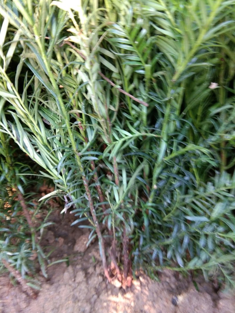 基地直销北方红豆杉南方红豆杉