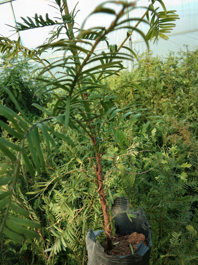 基地直销北方红豆杉南方红豆杉