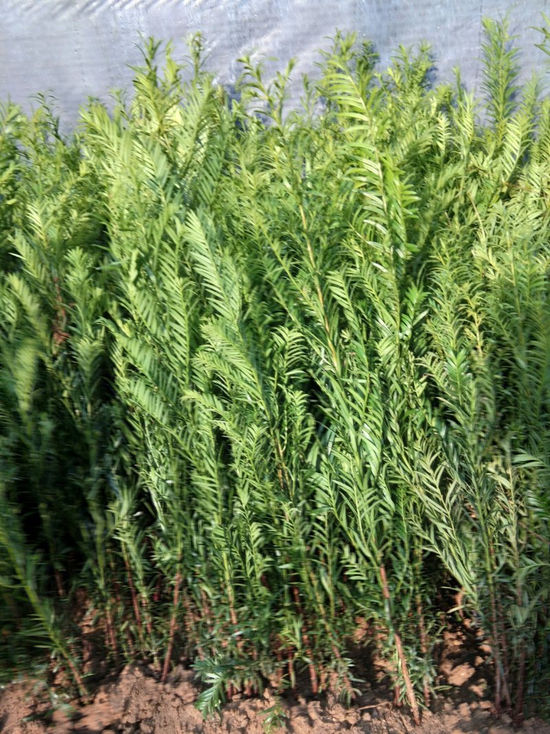 基地直销北方红豆杉南方红豆杉