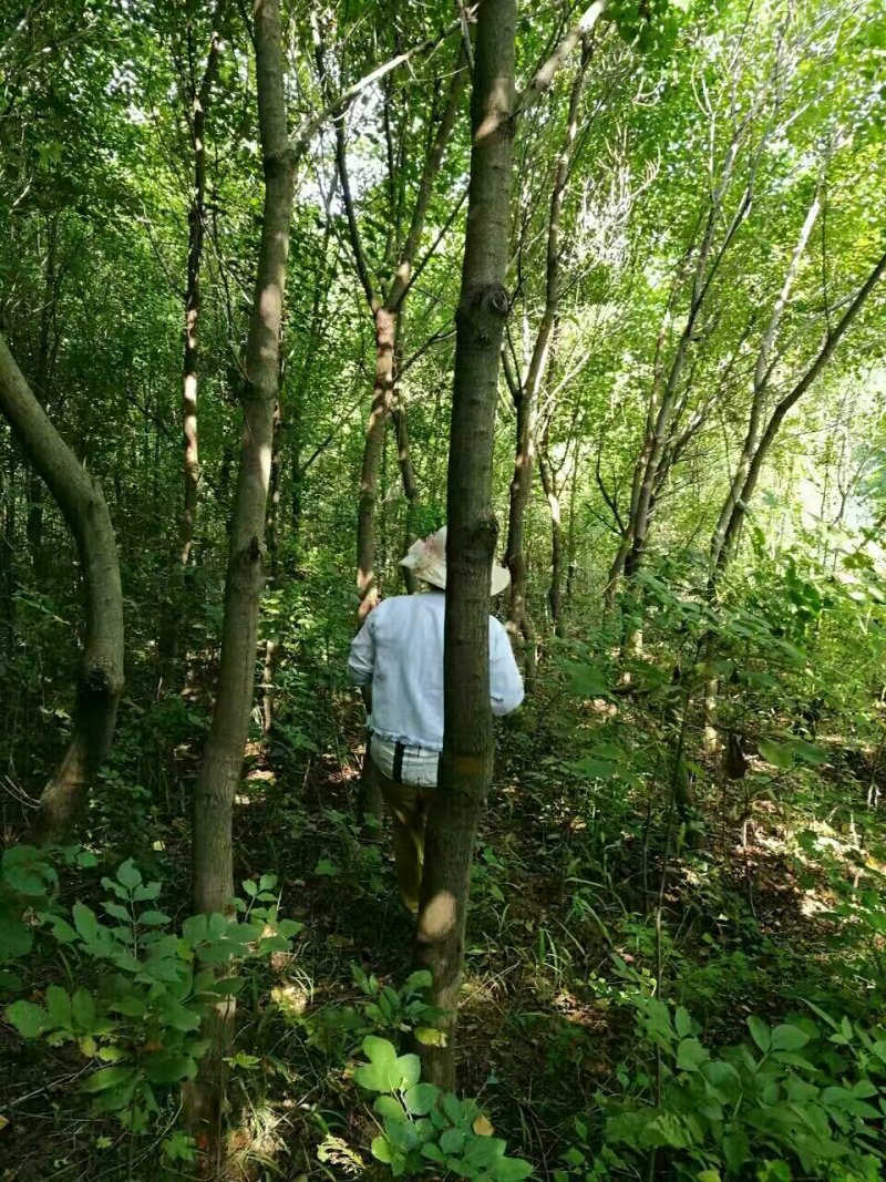 苗圃直销乌桕6-12公分