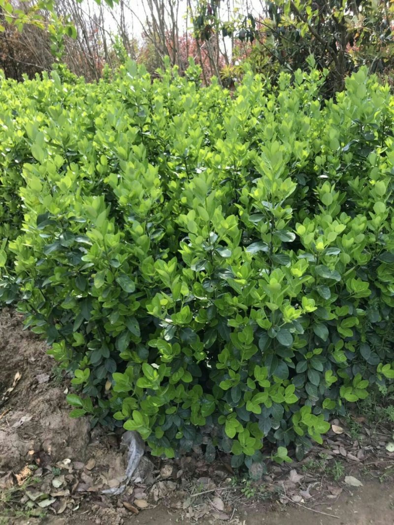 基地直销大叶黄杨
