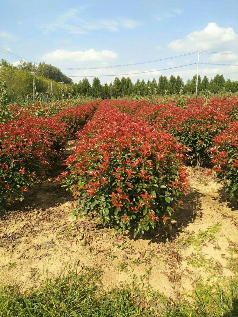 基地直销红叶石楠树红叶石楠球