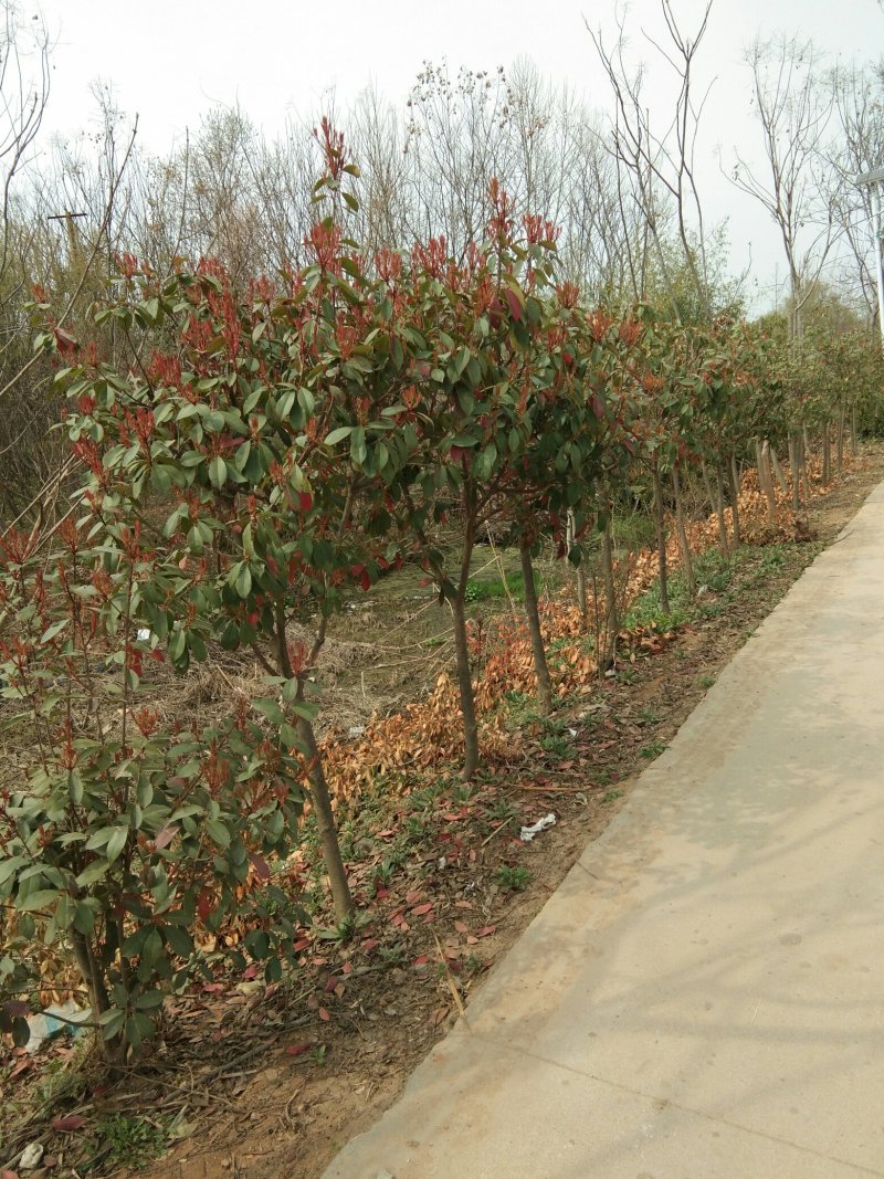 基地直销红叶石楠树红叶石楠球